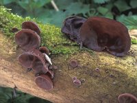 Auricularia auricula-judae 3, Echt judasoor, Saxifraga-Jan van der Straten