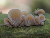 Auricularia auricula-judae 35, Echt judasoor, Saxifraga-Luuk Vermeer