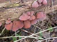 Auricularia auricula-judae 46, Echt judasoor, Saxifraga-Peter Meininger