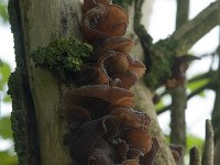 Auricularia auricula-judae 49, Echt judasoor, Saxifraga-Willem van Kruijsbergen