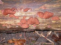 Auricularia auricula-judae 9, Echt judasoor, Saxifraga-Peter Meininger