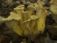 Cantharellus melanoxeros 2, Zwartwordende cantharel, Saxifraga-Willem van Kruijsbergen