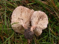 Clitocybe rivulosa 2, Giftige weidetrechterzwam, Saxifraga-Peter Meininger