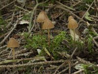 Conocybe tenera 2, Kaneelkleurig breeksteeltje, Saxifraga-Willem van Kruijsbergen