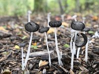 Coprinopsis lagopus 4, Hazenpootje, Saxifraga-Luuk Vermeer