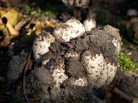 Coprinus comatus 12, Geschubde inktzwam, Saxifraga-Bart Vastenhouw