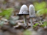 Coprinus comatus 17, Geschubde inktzwam, Saxifraga-Luuk Vermeer