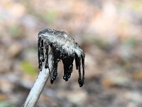 Coprinus comatus 18, Geschubde inktzwam, Saxifraga-Luuk Vermeer