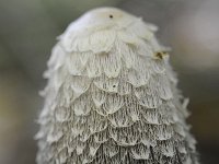 Coprinus comatus 22, Geschubde inktzwam, Saxifraga-Luuk Vermeer