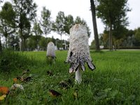 Coprinus comatus 27, Geschubde inktzwam, Saxifraga-Luuk Vermeer