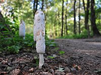 Coprinus comatus 33, Geschubde inktzwam, Saxifraga-Tom Heijnen