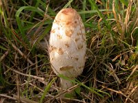 Coprinus comatus 5, Geschubde inktzwam, Saxifraga-Peter Meininger