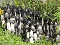 Coprinus comatus 6, Geschubde inktzwam, Saxifraga-Willem van Kruijsbergen