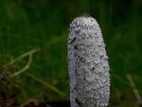 Coprinus comatus 8, Geschubde inktzwam, Saxifraga-Jan Nijendijk