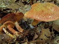 Cortinarius bolaris 2, Roodschubbige gordijnzwam, Saxifraga-Lucien Rommelaars