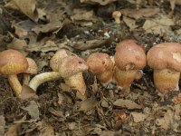 Cortinarius bolaris 4, Roodschubbige gordijnzwam, Saxifraga-Willem van Kruijsbergen