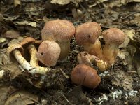 Cortinarius bolaris 5, Roodschubbige gordijnzwam, Saxifraga-Willem van Kruijsbergen