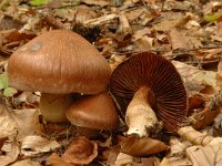 Cortinarius largus 3, Bruine kleibosgordijnzwam, Saxifraga-Marijke Verhagen