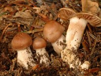 Cortinarius mucosus 2, Slijmige gordijnzwam, Saxifraga-Marijke Verhagen