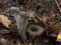 Craterellus cornucopioides 3, Hoorn-van-overvloed, Saxifraga-Willem van Kruijsbergen