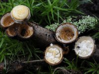 Crucibulum crucibuliforme 4, Geel nestzwammetje, Saxifraga-Luuk Vermeer