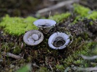 Cyathus olla 4, Bleek nestzwammetje, Saxifraga-Luuk Vermeer