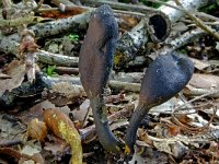 Cordyceps ophioglossoides 2, Zwarte truffelknotszwam, Saxifraga-Lucien Rommelaars