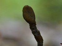 Elaphocordyceps ophioglossoides 14, Zwarte truffelknotszwam, Saxifraga-Luuk Vermeer