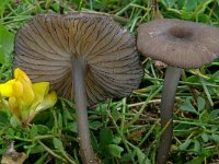 Entoloma caesiocinctum 2, Bruine zwartsneesatijnzwam, Saxifraga-Lucien Rommelaars