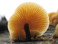 Flammulina velutipes 21, Gewoon fluweelpootje, Saxifraga-Luuk Vermeer