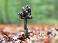 Helvella lacunosa 12, Zwarte kluifzwam, Saxifraga-Luuk Vermeer