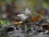 Helvella lacunosa 18, Zwarte kluifzwam, Saxifraga-Luuk Vermeer