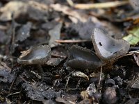 Helvella macropus 10, Schotelkluifzwam, Saxifraga-Luuk Vermeer