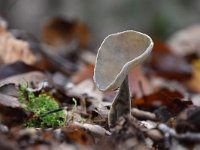 Helvella macropus 6, Schotelkluifzwam, Saxifraga-Luuk Vermeer