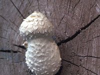 Hemipholiota populnea 2, Wollige bundelzwam, Saxifraga-Jan de Laat