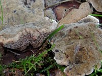 Hydnellum spongiosipes 3, Fluwelige stekelzwam, Saxifraga-Lucien Rommelaars