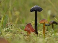 Hygrocybe conica 18, Zwartwordende wasplaat, Saxifraga-Luuk Vermeer