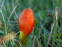 Hygrocybe conica 20, Zwartwordende wasplaat, Saxifraga-Hans Dekker