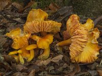 Hygrocybe obrussea 2, Wantsenwasplaat, Saxifraga-Willem van Kruijsbergen