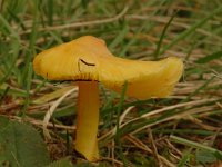 Hygrocybe persistens 3, Puntmutswasplaat, Saxifraga-Jan van der Straaten