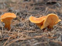 Hygrophoropsis aurantiaca 5, Valse hanenkam, Saxifraga-Luuk Vermeer