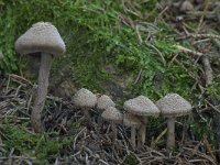 Inocybe cincinnata var major 4, Violetbruine vezelkop. Saxifraga-Willem van Kruijsbergen