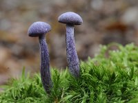 Laccaria amethystina 21, Amethistzwam, Saxifraga-Luuk Vermeer