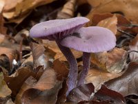 Laccaria amethystina 33, Amethistzwam, Saxifraga-Willem van Kruijsbergen