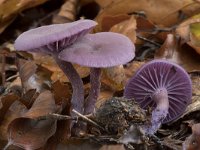 Laccaria amethystina 34, Amethistzwam, Saxifraga-Willem van Kruijsbergen