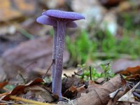 Laccaria amethystina 36, Amethistzwam, Saxifraga-Tom Heijnen