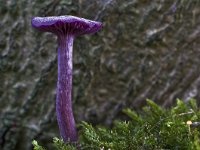 Laccaria amethystina 9, Amethistzwam, Saxifraga-Rik Kruit