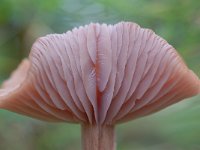 Laccaria laccata 3, Gewone fopzwam, Saxifraga-Luuk Vermeer