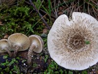 Lentinus tigrinus 2, Tijgertaaiplaat, Saxifraga-Lucien Rommelaars