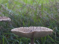 Macrolepiota procera 19, Grote parasolzwam, Saxifraga-Jan Nijendijk